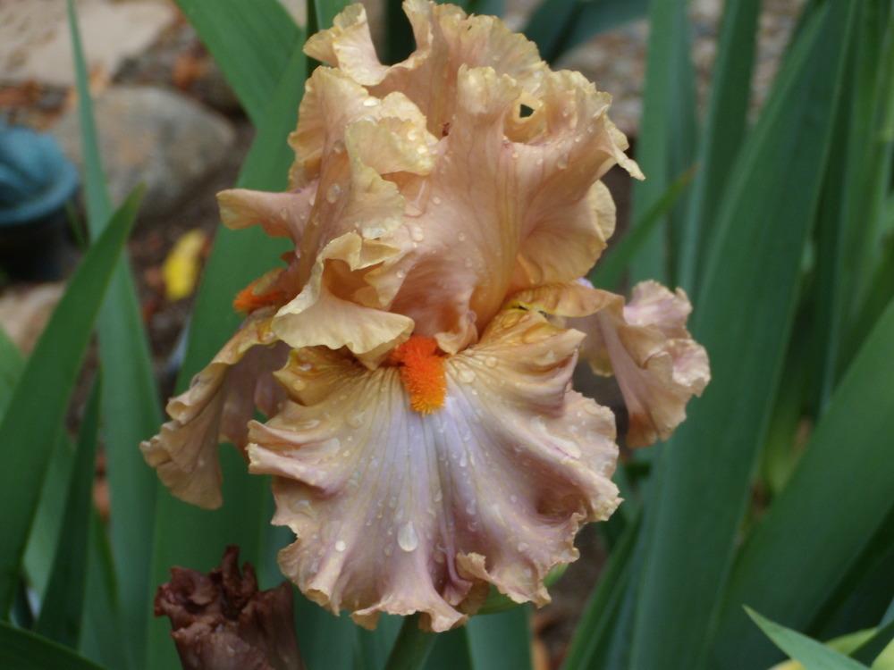 Photo of Tall Bearded Iris (Iris 'Homebody') uploaded by Betja