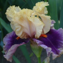 Location: My garden in Bakersfield, CA
Date: April 27, 2012