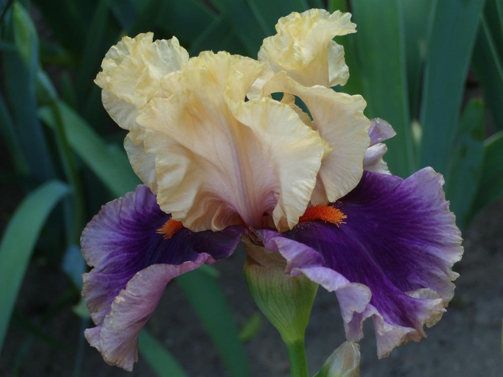 Photo of Tall Bearded Iris (Iris 'Hollywood Lights') uploaded by Betja