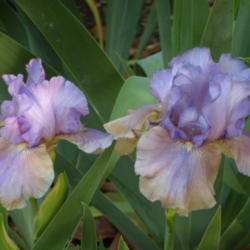 Location: My garden in Bakersfield, CA
Date: April 20, 2012 