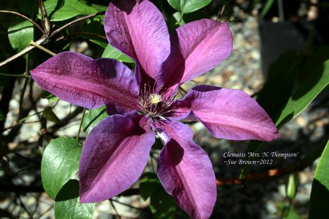 Photo of Clematis 'Mrs. N. Thompson' uploaded by Calif_Sue