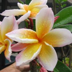 Location: Southwest Florida
Date: April 2012
this variety from Hawai'i has very large blooms