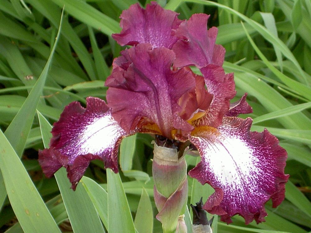 Photo of Tall Bearded Iris (Iris 'Tennison Ridge') uploaded by Muddymitts