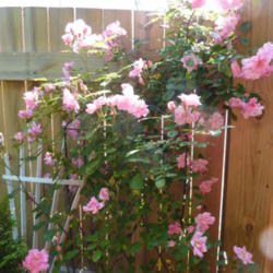 Location: zone 7b, NC, my garden
Date: 2012-04-29