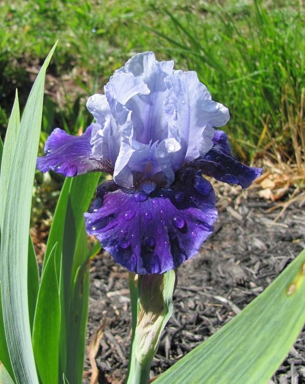 Photo of Intermediate Bearded Iris (Iris 'Mariposa Wizard') uploaded by starwoman