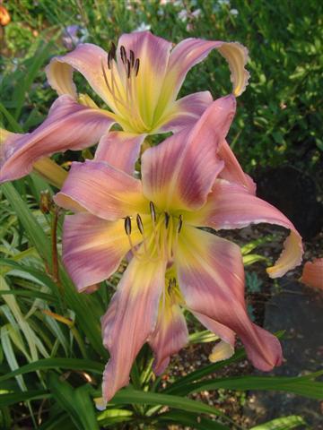 Photo of Daylily (Hemerocallis 'Willie Belle') uploaded by vic