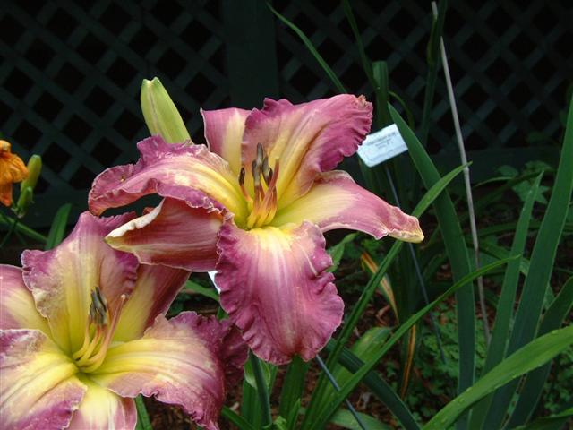 Photo of Daylily (Hemerocallis 'Wind in the Rigging') uploaded by vic