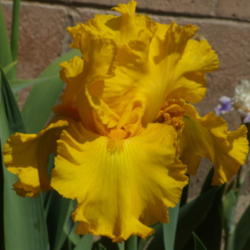 Location: My garden in Bakersfield, CA
Date: April 18, 2012 