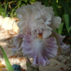 Location: My garden in Bakersfield, CA
Date: April 28, 2012 