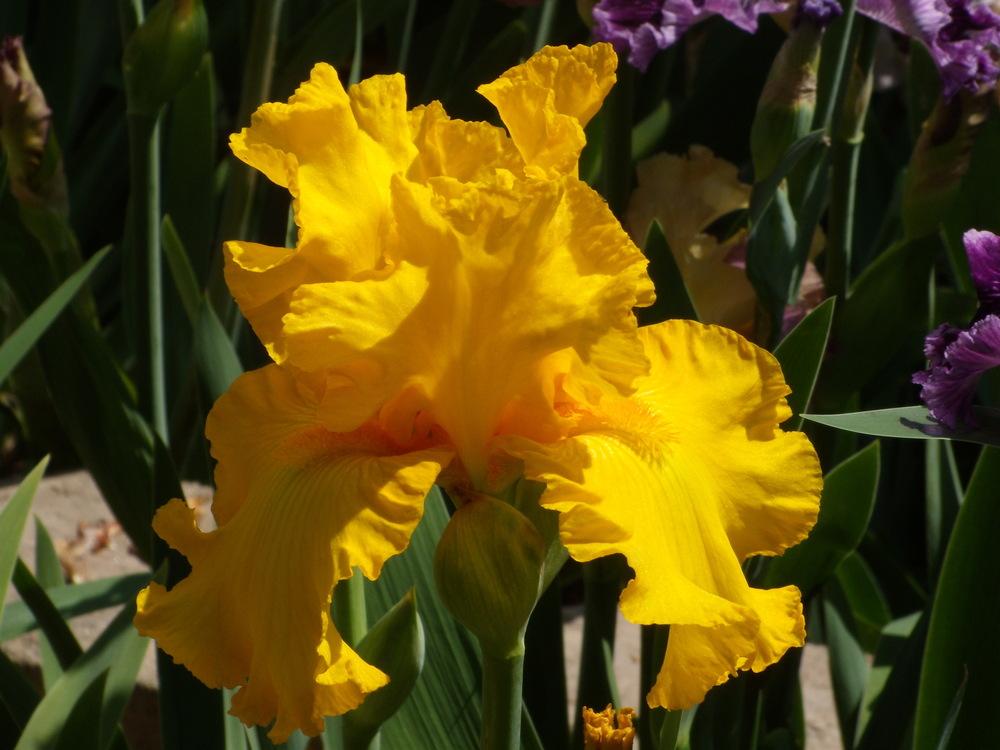 Photo of Tall Bearded Iris (Iris 'Hot Property') uploaded by Betja