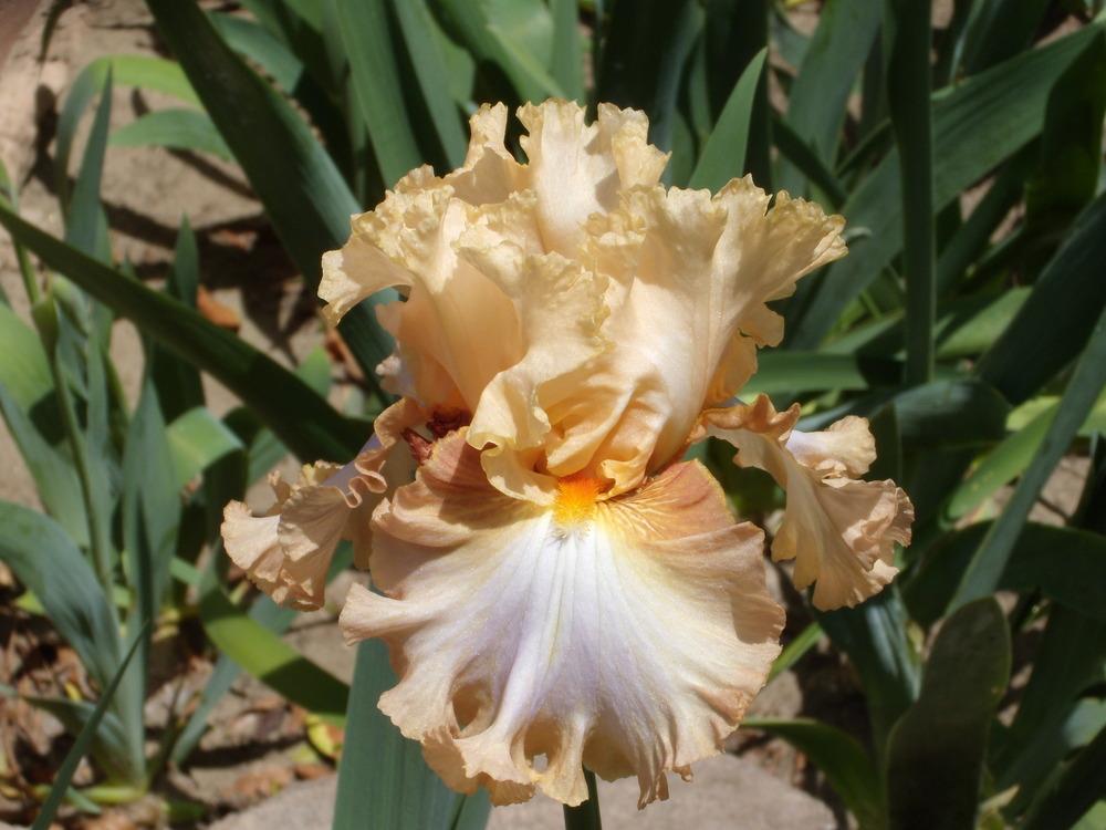 Photo of Tall Bearded Iris (Iris 'Orange Toffee') uploaded by Betja