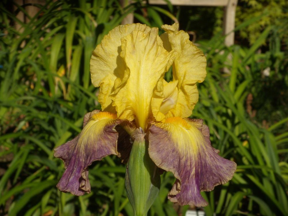 Photo of Tall Bearded Iris (Iris 'Glitz 'n Glitter') uploaded by Betja