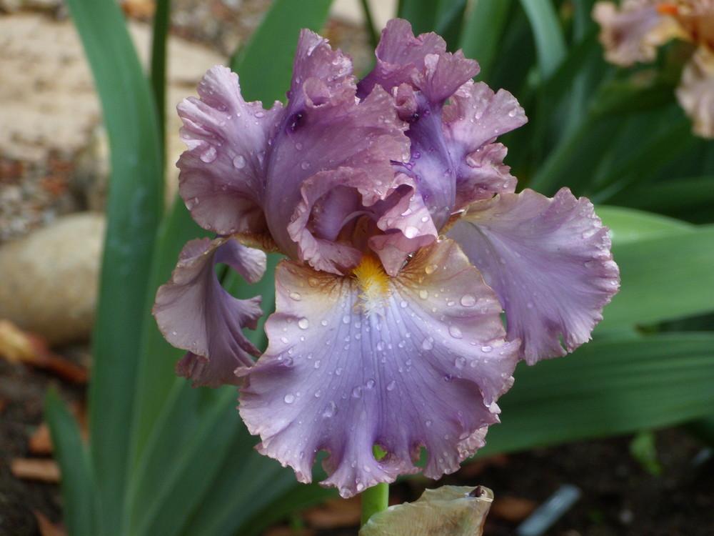 Photo of Tall Bearded Iris (Iris 'French Lavender') uploaded by Betja