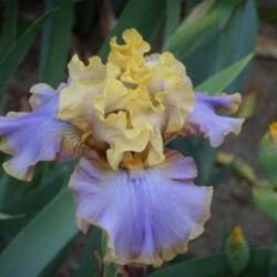 Location: My garden in Bakersfield, CA
Date: April 26, 2012 