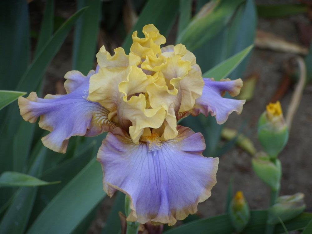 Photo of Tall Bearded Iris (Iris 'Repertoire') uploaded by Betja