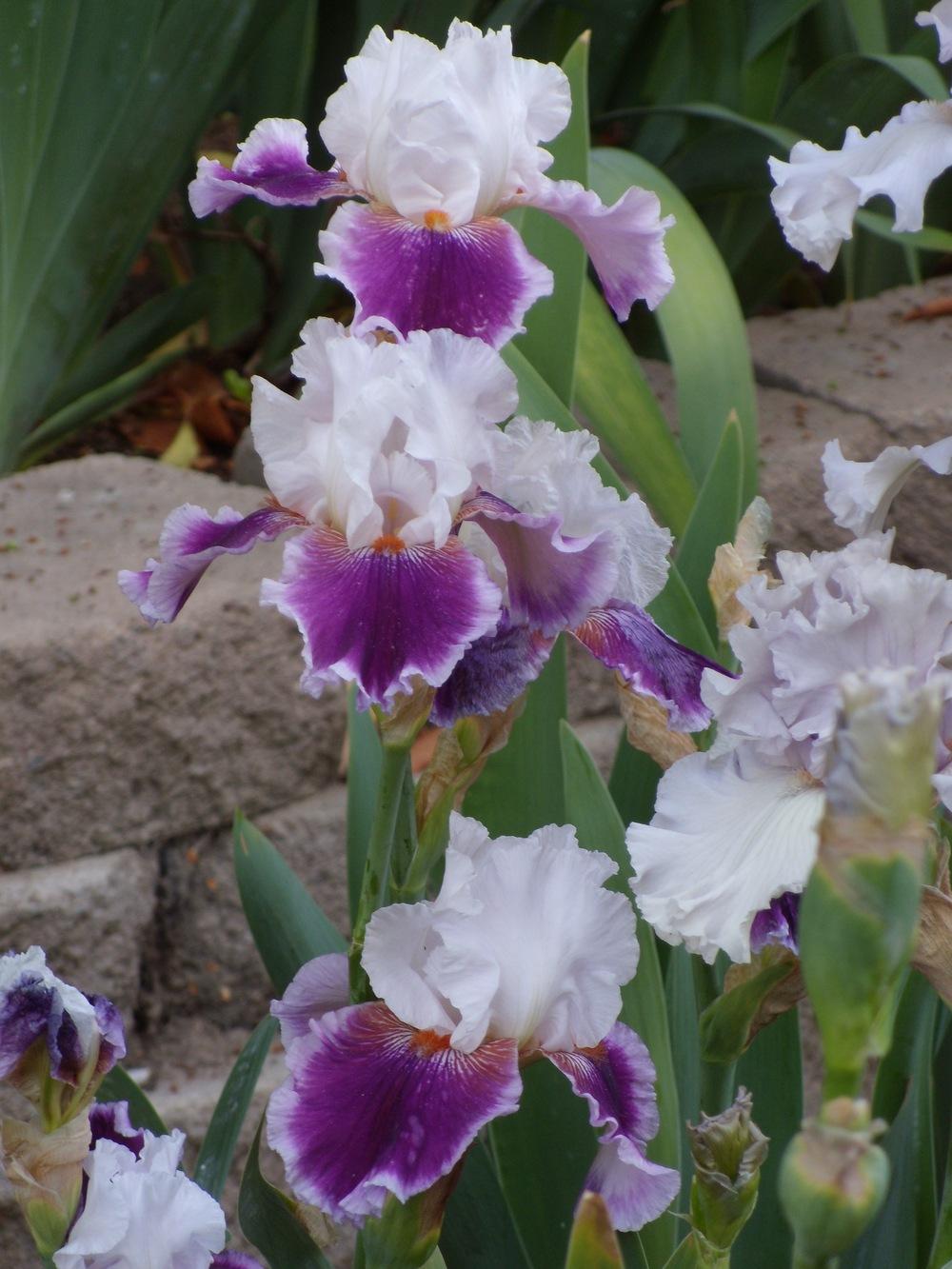 Photo of Tall Bearded Iris (Iris 'Gracious Curves') uploaded by Betja
