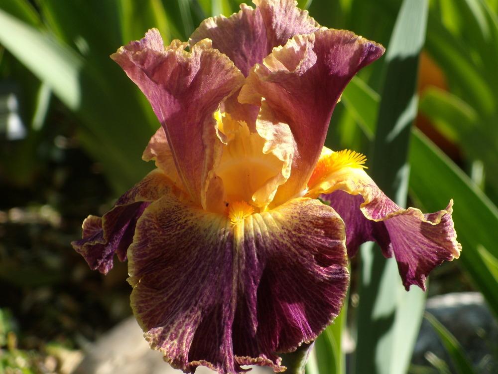 Photo of Border Bearded Iris (Iris 'Glo-Ray Hallelujah') uploaded by Betja