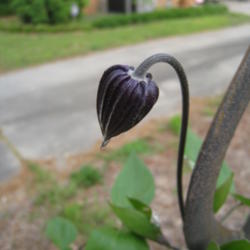 Location: Kannapolis, NC
Date: 2012-04-16
First bud of the season