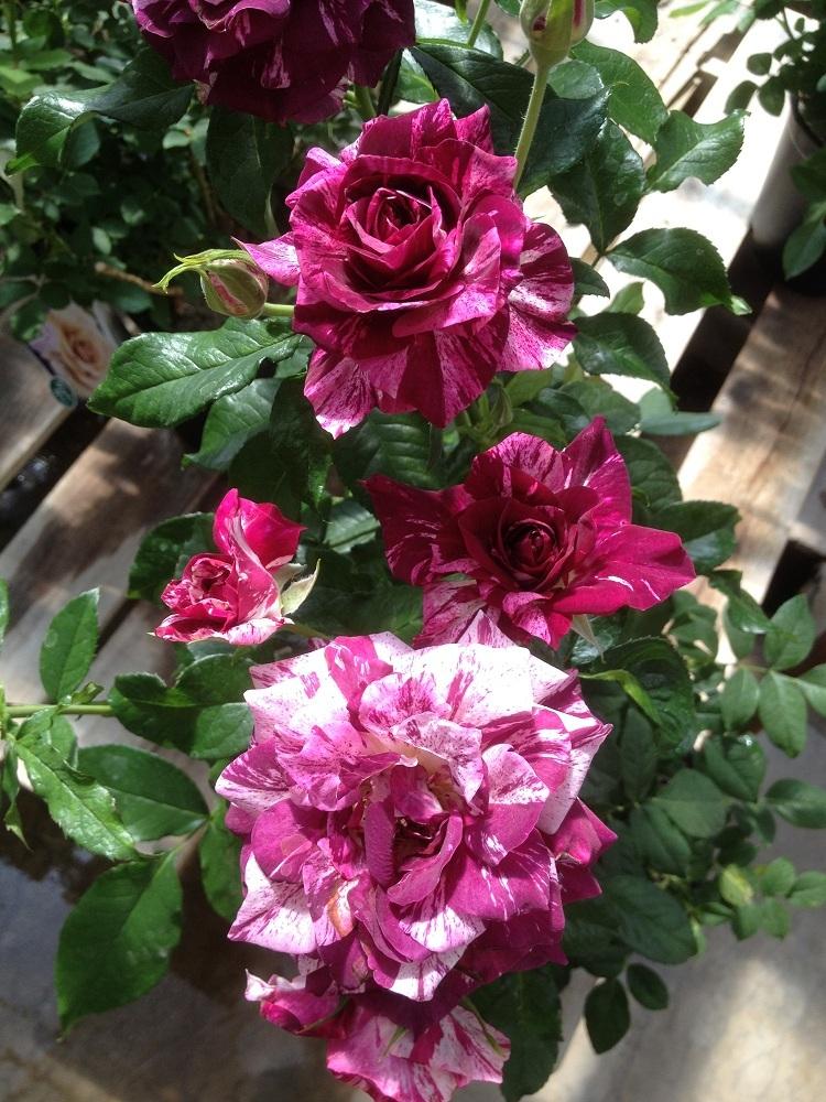Photo of Rose (Rosa 'Purple Tiger') uploaded by Skiekitty