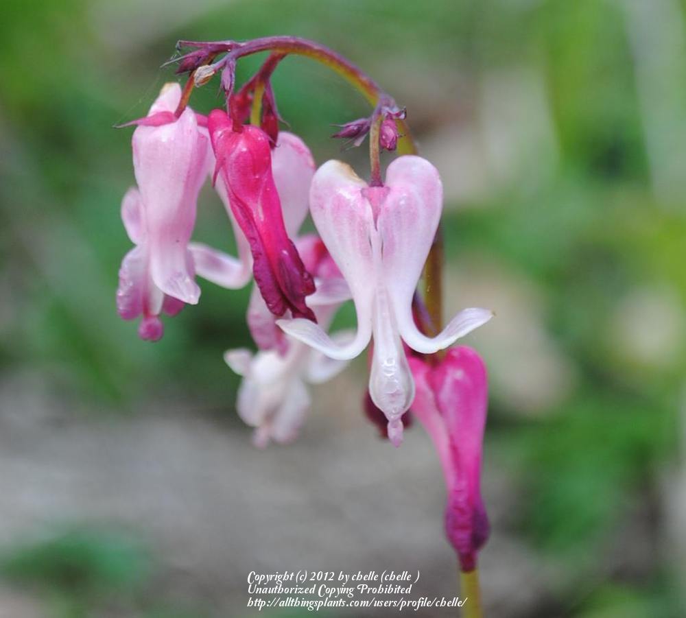 Photo of Wild Bleedingheart (Dicentra eximia) uploaded by chelle