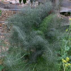 Location: Cherokee County Master Gardeners Demonstration Garden, Jacksonville, TX
Date: 2012-04-30
You can see how Bronze Fennel got its name.