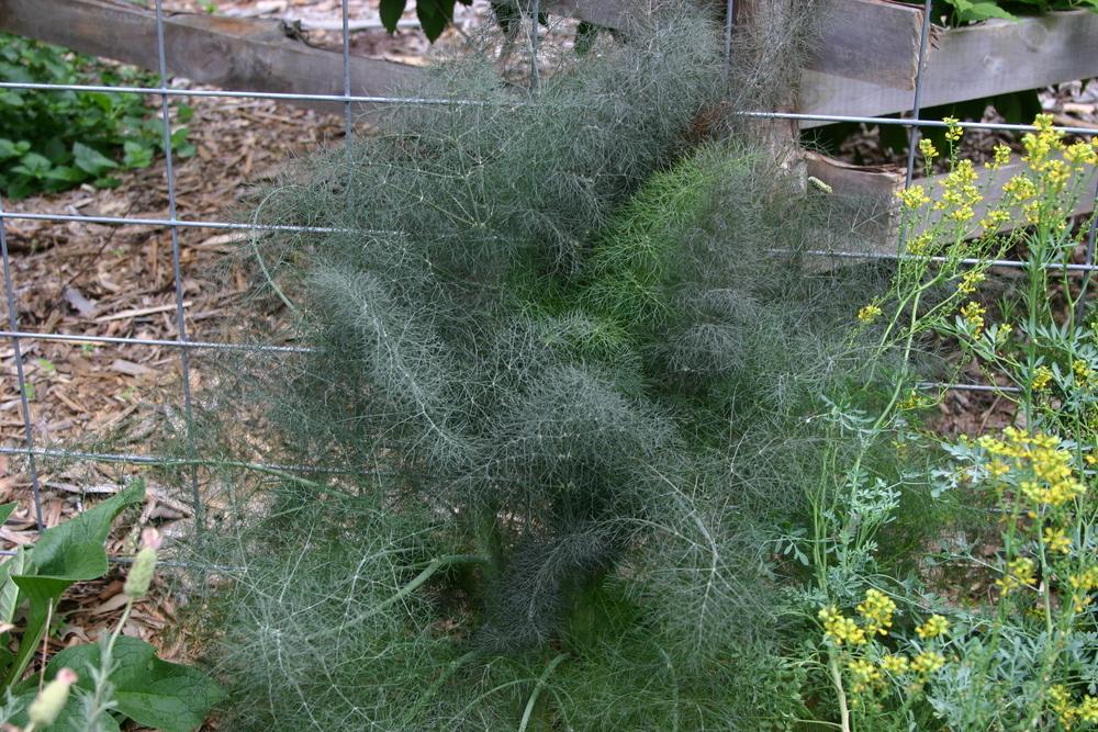 Photo of Fennel (Foeniculum vulgare) uploaded by dave