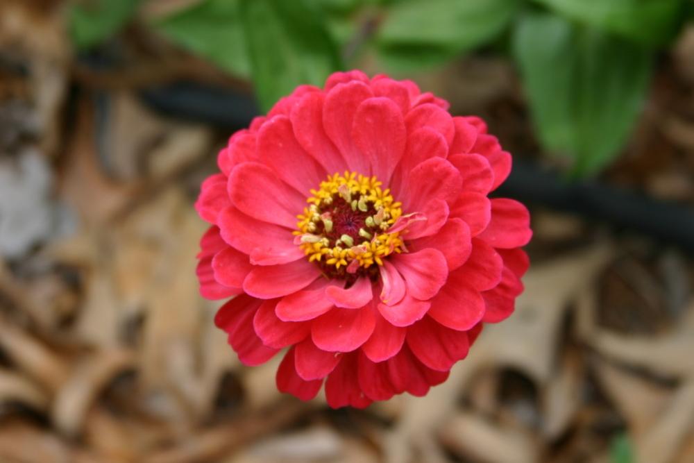 Photo of Zinnia uploaded by dave