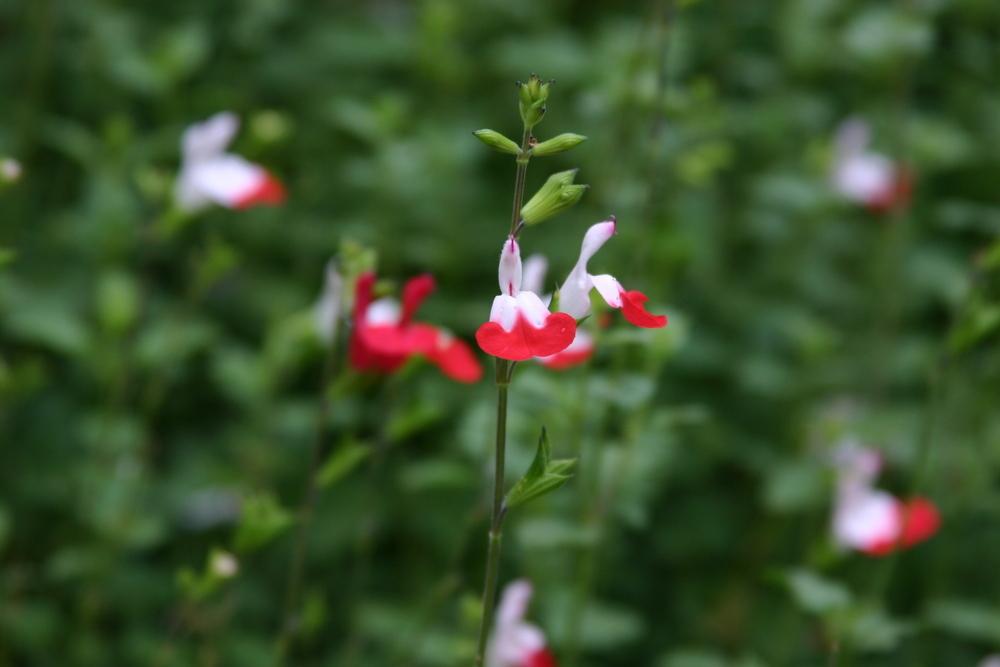 Photo of Blackcurrant Sage (Salvia microphylla 'Hot Lips') uploaded by dave