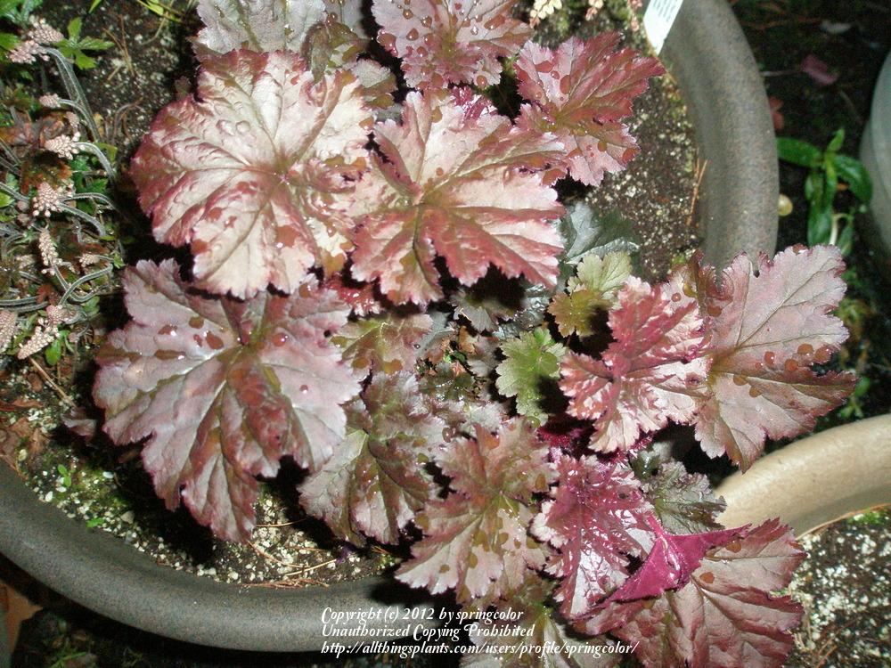 Photo of Coral Bells (Heuchera 'Dark Secret') uploaded by springcolor