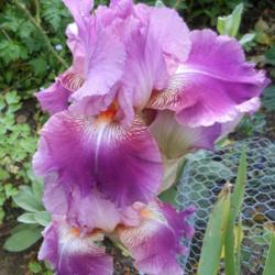 Location: In my Northern California garden
Date: 2012-04-26