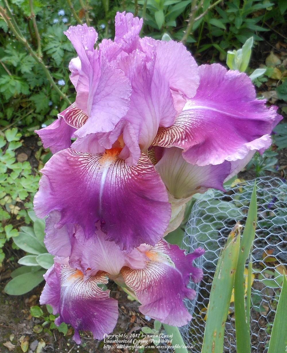Photo of Tall Bearded Iris (Iris 'Rose Teall') uploaded by zuzu