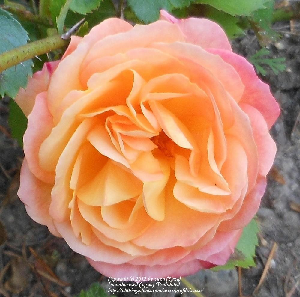 Photo of Rose (Rosa 'Circus') uploaded by zuzu