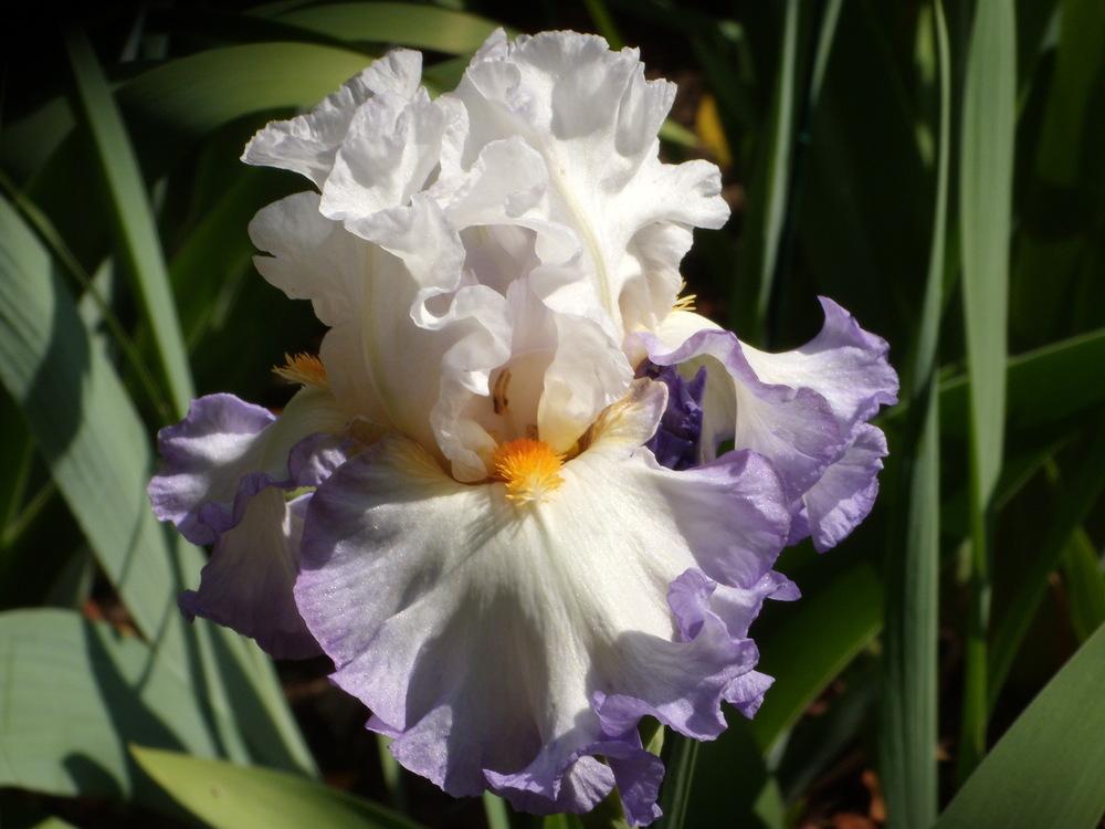 Photo of Tall Bearded Iris (Iris 'Round of Applause') uploaded by Betja