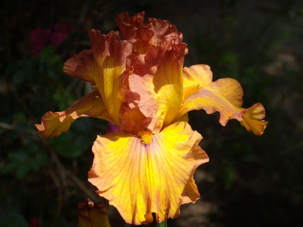 Photo of Tall Bearded Iris (Iris 'Spice Trader') uploaded by Betja