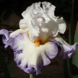 Location: My garden in Bakersfield, CA
Date: April 28, 2012 