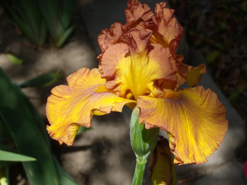 Photo of Tall Bearded Iris (Iris 'Spice Trader') uploaded by Betja
