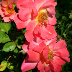 Location: In Zuzu's garden
Date: 2012-04-30