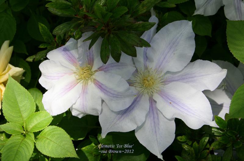 Photo of Clematis Ice Blue™ uploaded by Calif_Sue