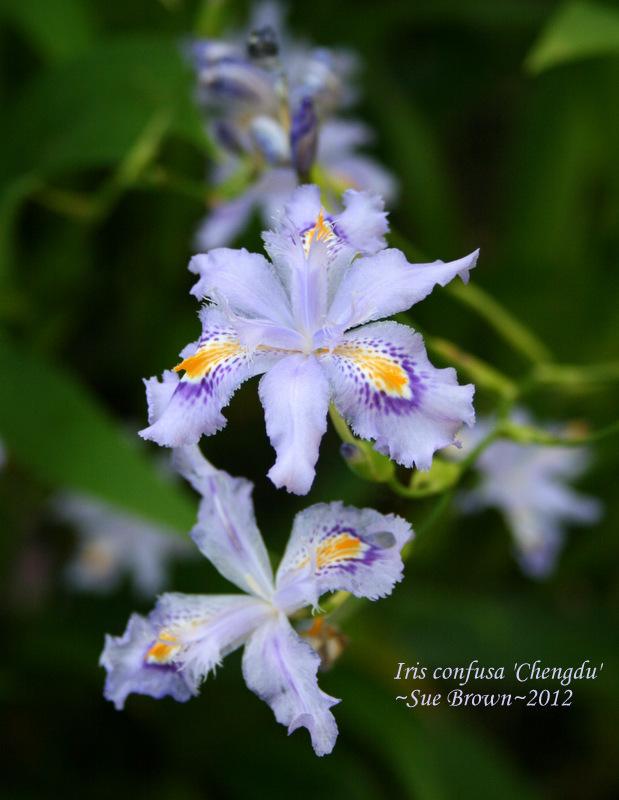 Photo of Species Iris (Iris confusa 'Chengdu') uploaded by Calif_Sue