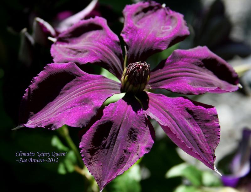 Photo of Clematis 'Gipsy Queen' uploaded by Calif_Sue