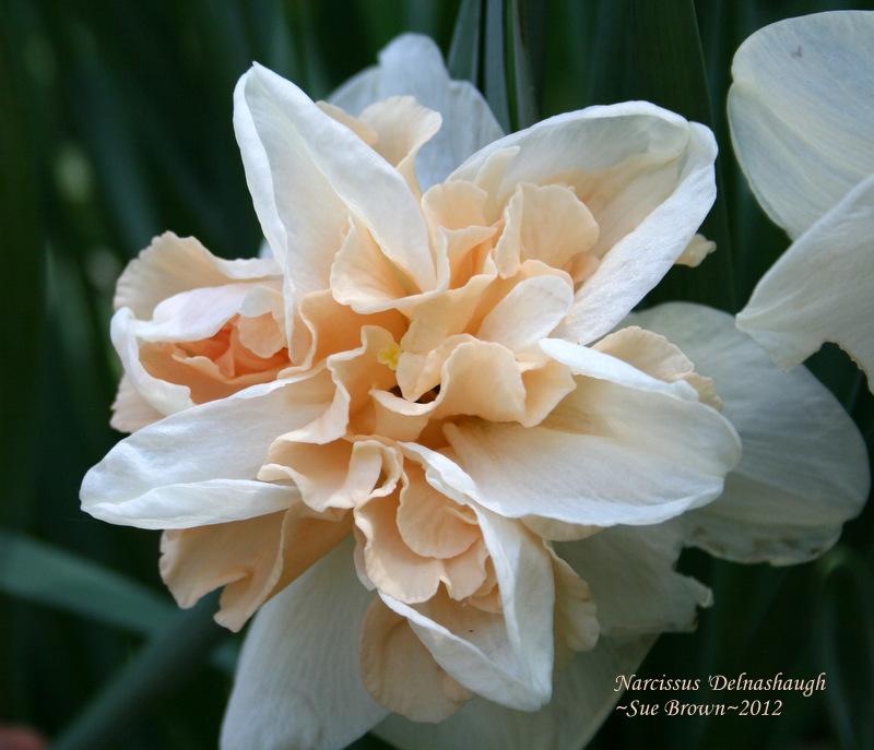 Photo of Double Daffodil (Narcissus 'Delnashaugh') uploaded by Calif_Sue