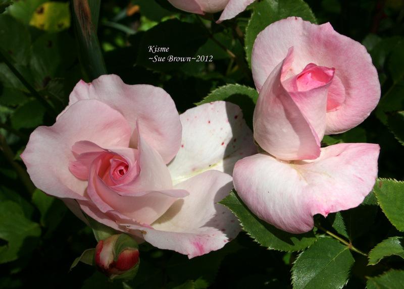 Photo of Rose (Rosa 'Kisme') uploaded by Calif_Sue