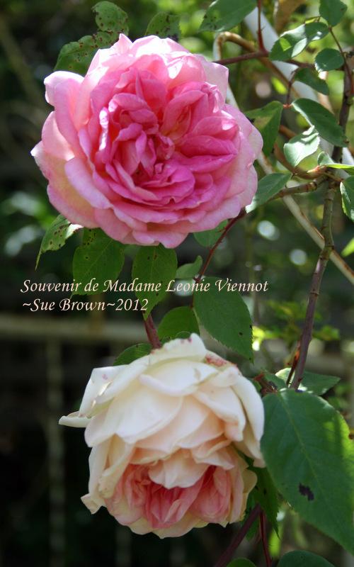 Photo of Rose (Rosa 'Souvenir de Madame Leonie Viennot') uploaded by Calif_Sue