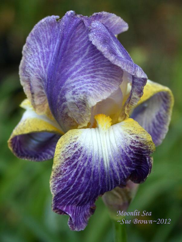 Photo of Tall Bearded Iris (Iris 'Moonlit Sea') uploaded by Calif_Sue