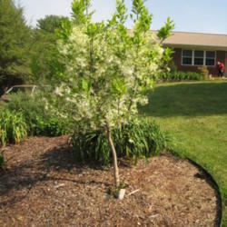 Location: Asheville, NC
Date: 2012-04-29
Chinese fringe treet