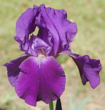 Photo of Tall Bearded Iris (Iris 'Autumn Bugler') uploaded by Dayjillymo