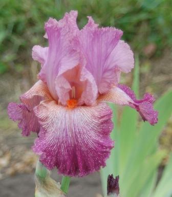 Photo of Tall Bearded Iris (Iris 'Anything Goes') uploaded by Dayjillymo