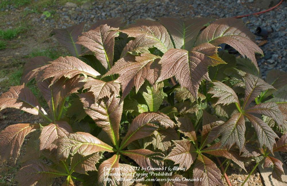 Photo of Bronzeleaf Rodgersia (Rodgersia podophylla) uploaded by Onewish1