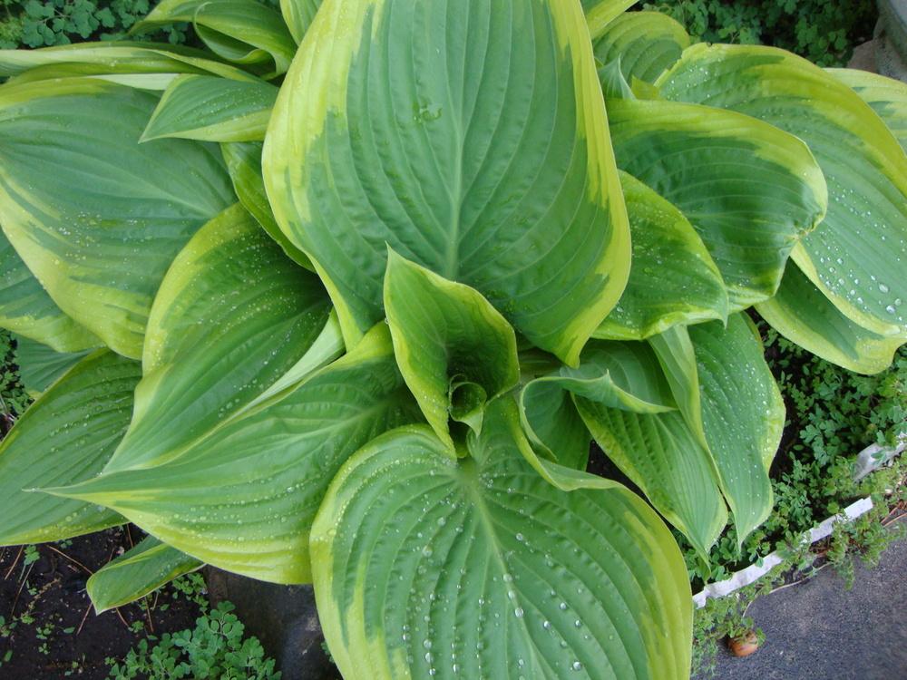 Photo of Hosta 'Victory' uploaded by Paul2032