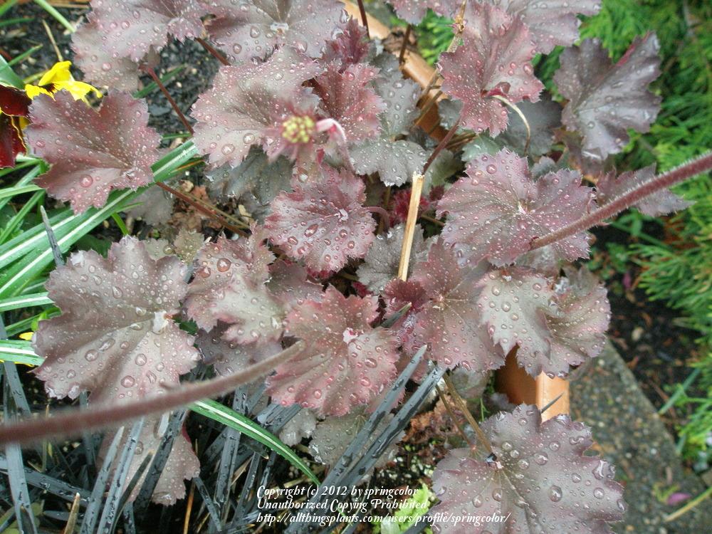 Photo of Coral Bells (Heuchera 'Starry Night') uploaded by springcolor